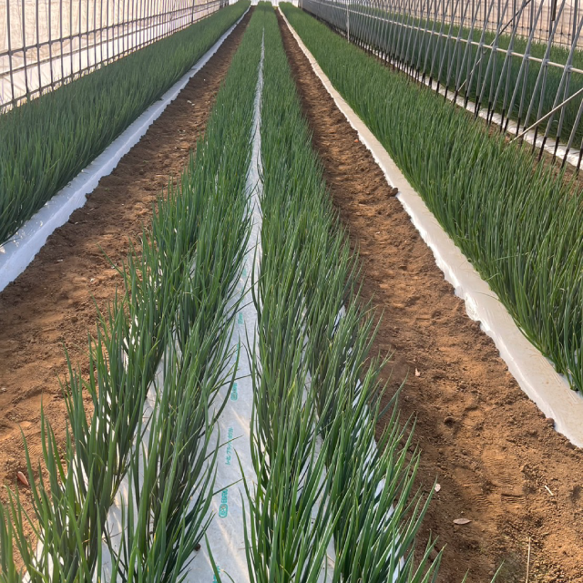 安全安心の野菜