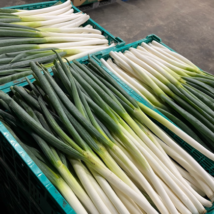 白ネギ