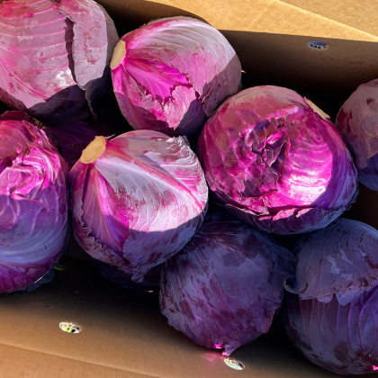 レッドキャベツ