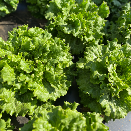 リーフレタス