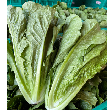 ロメインレタス