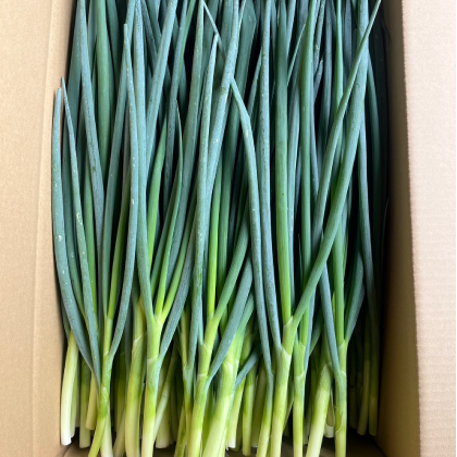 青ネギ